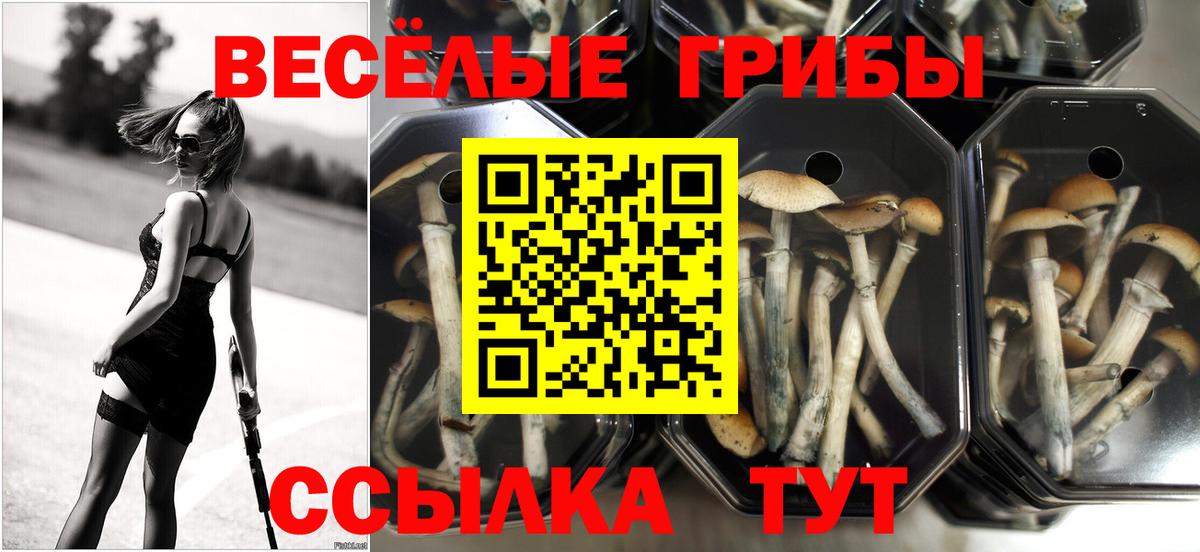 Родники  Галлюциногенные грибы GOLDEN TEACHER  Псилоцибиновые грибы мицелий  купить наркотик  Вход с VPN 
